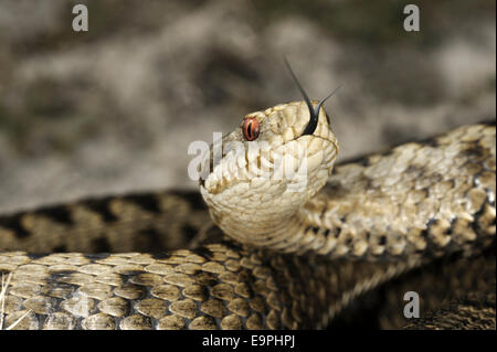 Il sommatore - Vipera berus Foto Stock