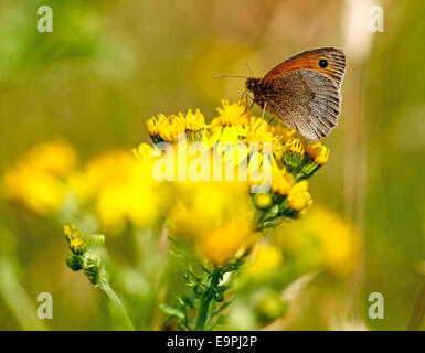 Prato femmina marrone (Maniola jurtina) farfalla su un'erba tossica (Jacobaea vulgaris), syn. Senecio jacobaea fiore Foto Stock