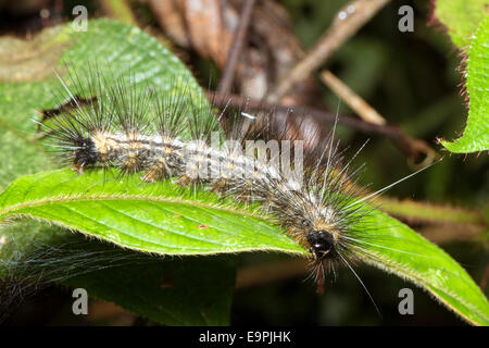 Caterpillar pelose nel sottobosco della foresta pluviale, Ecuador Foto Stock
