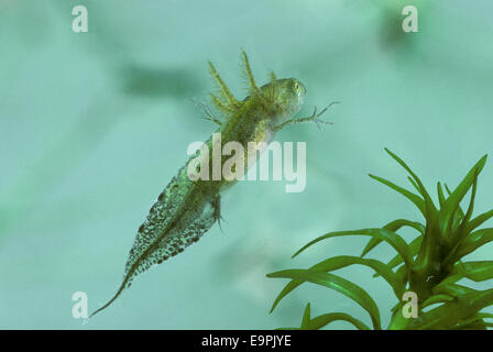 Grande tritone crestato - Triturus cristatus Foto Stock