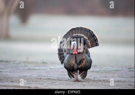 Mostra il tacchino selvatico di merriam (Meleagris gallopavo), Montana occidentale Foto Stock