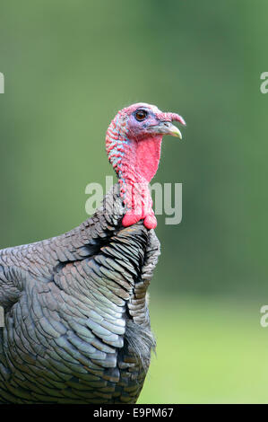 Il tacchino selvatico (Meleagris gallopavo), Western Montana Foto Stock