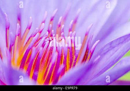 Macro di polline viola lotus ( Nymphaea Nouchali ) , splendido fiore in Thailandia Foto Stock