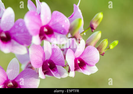 Dendrobium orchid ibridi è bianco e strisce rosa in Thailandia Foto Stock