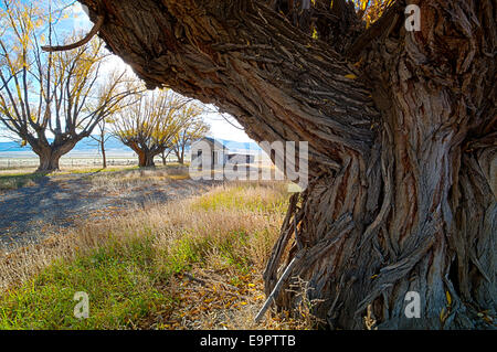 Fremont's pioppi neri americani gli alberi su ranch abbandonati, Monte Vista National Wildlife Refuge, Central Colorado, STATI UNITI D'AMERICA Foto Stock