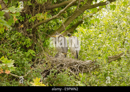 Airone cinerino (Ardea cinerea] giugno tre neonata neonati nel nido. Norfolk Broads, REGNO UNITO Foto Stock