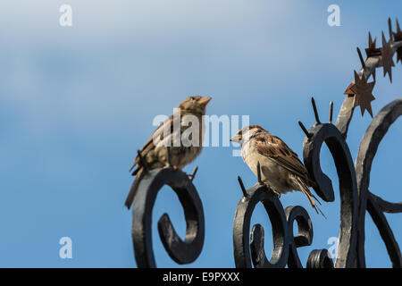 Piccolo passero gli uccelli sulla recinzione metallica contro il cielo blu Foto Stock