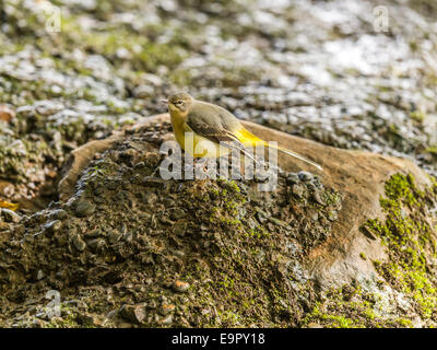 Un Wagtail giallo [Motacilla flava] fornisce un unico ed intimo insight nella sua vita al bordo delle acque. Foto Stock