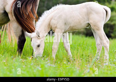 White puledro pascolano vicino alla madre nel prato della Thailandia Foto Stock