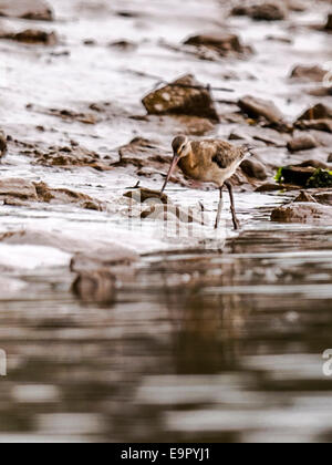 Black-Tailed Godwit [Limosa] rovistando lungo il fiume Exe, permanente al bordo delle acque Foto Stock