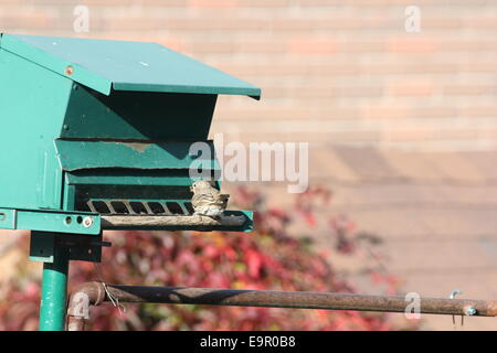 Casa femmina finch (Carpodacus mexicanus) su un Bird Feeder Foto Stock