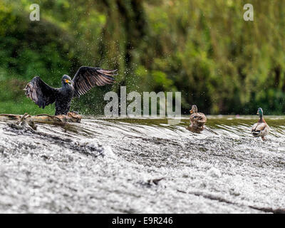 Cormorano selvatici [Phalacrocoracidae] pongono maestosamente sul bordo di sbarramenti Foto Stock