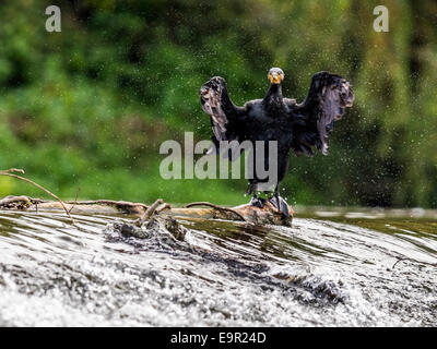 Cormorano selvatici [Phalacrocoracidae] pongono maestosamente sul bordo di sbarramenti Foto Stock