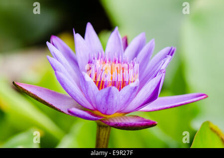 Viola Lotus ( Nymphaea Nouchali ) , splendido fiore in Thailandia Foto Stock