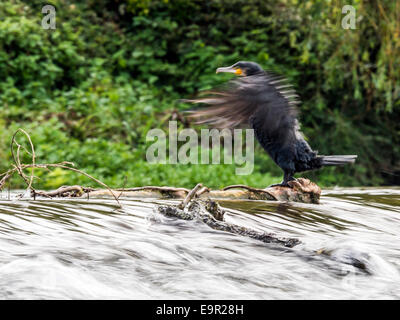 Cormorano selvatici [Phalacrocoracidae] pongono maestosamente sul bordo di sbarramenti Foto Stock