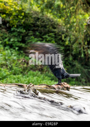 Cormorano selvatici [Phalacrocoracidae] pongono maestosamente sul bordo di sbarramenti Foto Stock