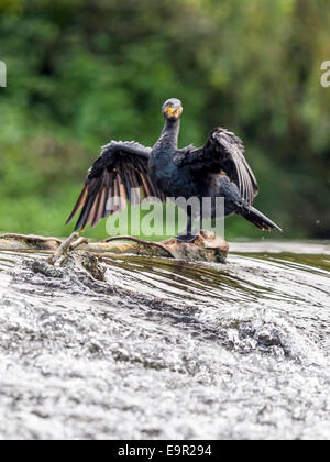 Cormorano selvatici [Phalacrocoracidae] pongono maestosamente sul bordo di sbarramenti Foto Stock