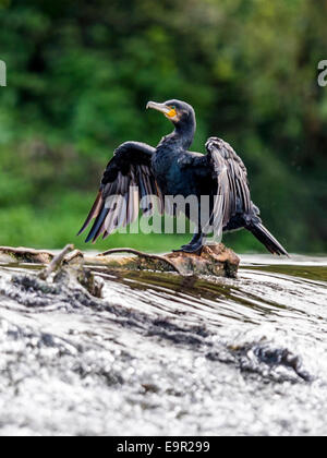 Cormorano selvatici [Phalacrocoracidae] pongono maestosamente sul bordo di sbarramenti Foto Stock