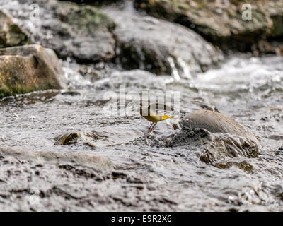 Un Wagtail giallo [Motacilla flava] fornisce un unico ed intimo insight nella sua vita al bordo delle acque. Foto Stock