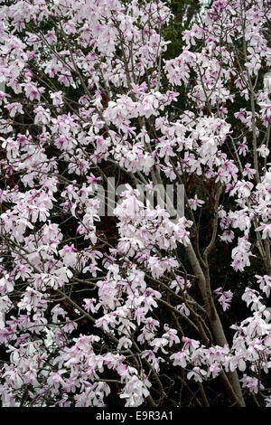 Magnolia dawsoniana blumi blossoms deciduo inizio fiore fiori giardino Magnolia profumo di rosa profumati alberi floreali RM Foto Stock