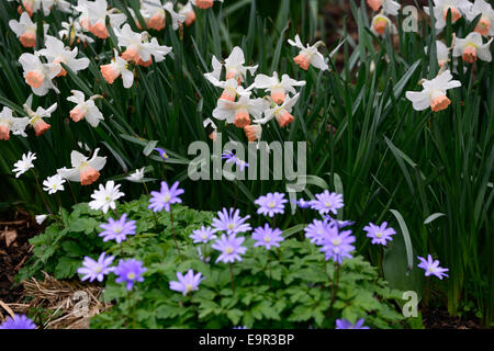 Narcissus bell song blanda anemone sfumature di blu mix piantando mescolato bianco schema schema colori blu RM combinazione floreale Foto Stock