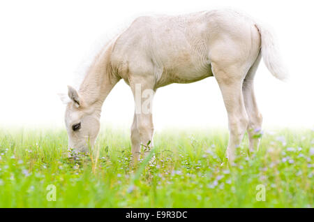 Horse puledro pascolano nei prati su sfondo bianco Foto Stock