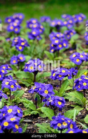 Primula crescendo polyanthus blu gruppo fiori blu fioritura fiorisce blossoms Yellow eye lettiera annuari RM floral Foto Stock
