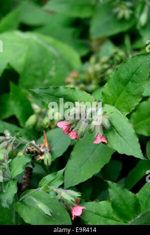 Pulmonaria rubra bowles red lungwort closeup ritratti di piante perenni fiori rossi molla Foto Stock