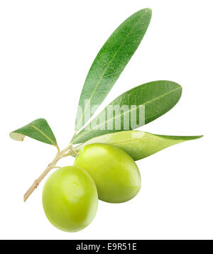 Due olive verdi sul ramo con foglie isolato su bianco Foto Stock