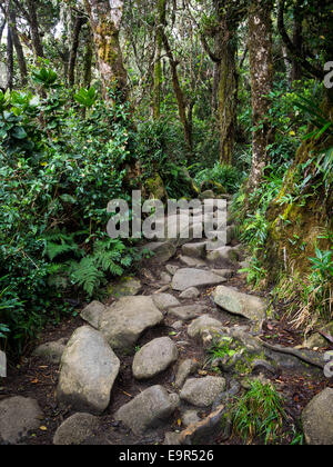 Rocky, avvolgimento il sentiero per la cima del Monte Kinabalu in Sabah, Malesia orientale. Foto Stock