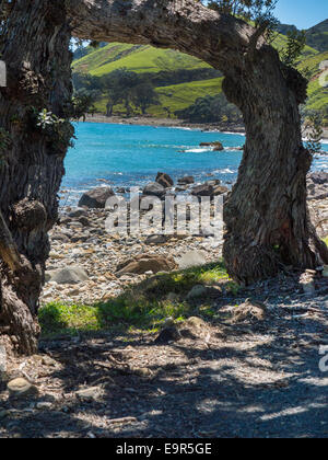 Solo l'uomo sulla Nuova Zelanda litorale Amodeo Bay, Penisola di Coromandel Foto Stock