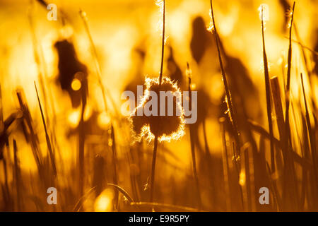 Cattails crescono lungo gli stagni al Monte Vista National Wildlife Refuge, Central Colorado, STATI UNITI D'AMERICA Foto Stock