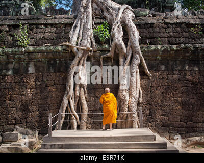 Monaco buddista di esaminare le radici di un albero gigante che cresce su Ta Prohm rovine di templi di Angkor, Siem Reap, Cambogia. Foto Stock