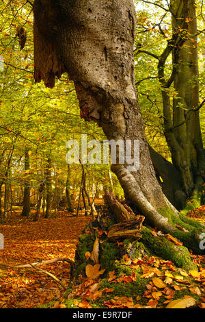 Decadendo faggio tronco di albero che sfidano la forza di gravità in un inglese un bosco di latifoglie in autunno Foto Stock