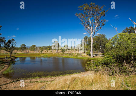 Paesaggio australiano, lago orlati con verde durante la siccità, circondato da erbe secche e gli alberi, cielo blu riflessa in acqua calma Foto Stock