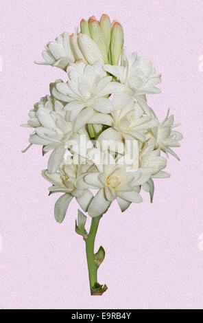 Cluster di spettacolari profumati bianchi fiori e boccioli di Polianthes tuberosa - tuberosa -contro un colore rosa pallido sfondo Foto Stock