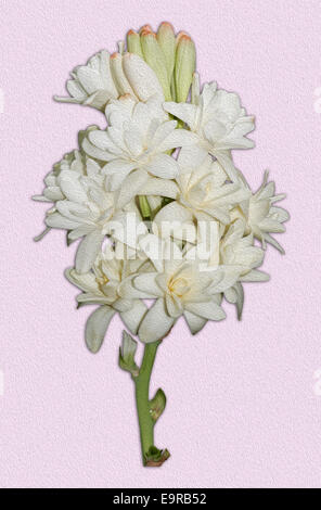 Cluster di spettacolari profumati bianchi fiori e boccioli di Polianthes tuberosa - tuberosa -contro rosa pallido sfondo testurizzata Foto Stock