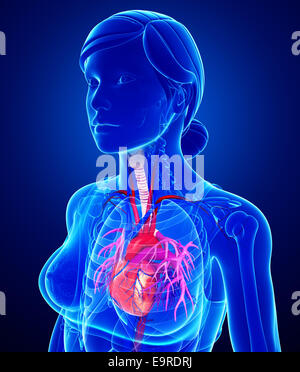 Illustrazione della femmina Anatomia cardiaca Foto Stock