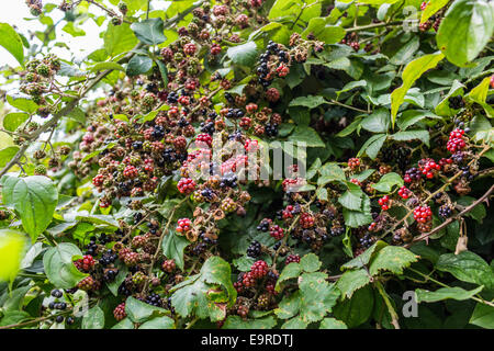 Rosso e nero more selvatiche cespugli e rami di foglie verdi sfondo nel giardino italiano durante una soleggiata giornata estiva Foto Stock
