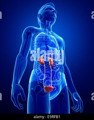 Illustrazione del Maschio sistema urinario Foto Stock