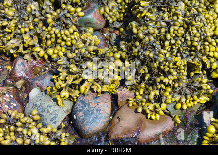 La vescica Wrack alghe, Fucus vesiculosus, kelp tra rocce in mare poco profondo e acqua del litorale costiero, costa ovest della Scozia Foto Stock