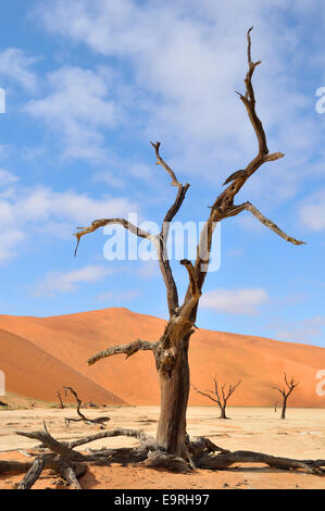 Scheletri di albero a Deadvlei vicino al Sossusvlei, Namibia Foto Stock