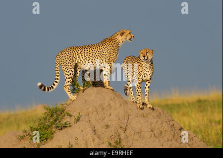 Ghepardo (Acinonyx jubatus) coalizione di tre fratelli controllando il loro territorio da un tumulo termite durante ogni giorno una pattuglia. Foto Stock