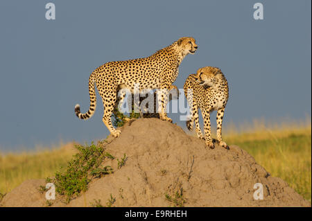 Ghepardo (Acinonyx jubatus) coalizione di tre fratelli controllando il loro territorio da un tumulo termite durante ogni giorno una pattuglia. Foto Stock