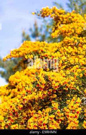 Giallo e rosso scopa comune - Cytisus scoparius - arbusto cespuglioso noto anche come scopa scozzese, Beesom o Scotch Ginestra in Scozia Foto Stock