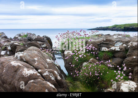 Fiori Selvatici costiere, Mare Parsimonia o mare rosa - Armeria maritima - su roccia massi a fratelli' Point, Isola di Skye, Western Isle Foto Stock