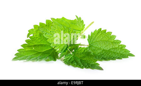 Fresh Ortica foglie su sfondo bianco Foto Stock