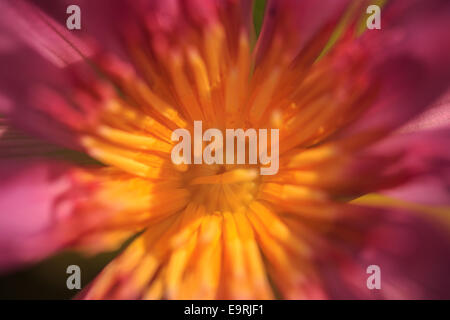 Fiore tropicale Foto Stock