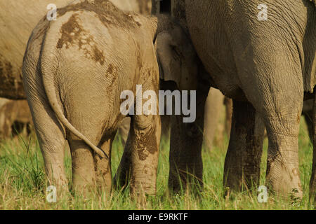 L'elefante indiano il lattante il giovane, parco di cittadino di Corbett, India. Foto Stock