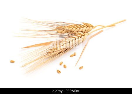 Spighe di grano e semi isolato su sfondo bianco. Foto Stock